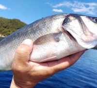 itaca-seabass