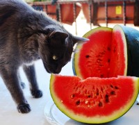 pepene-si-pisica (1)