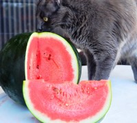 pepene-si-pisica (2)